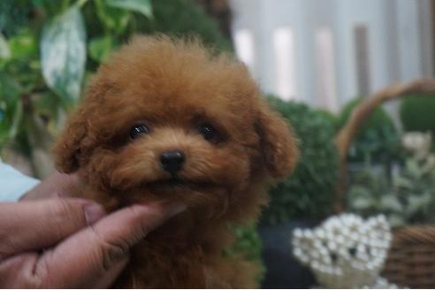 成約済の京都府のティーカッププードル-39152の2枚目