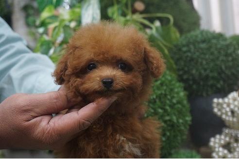 成約済の京都府のティーカッププードル-39152の1枚目