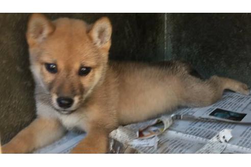 成約済の山口県の柴犬-39816の1枚目