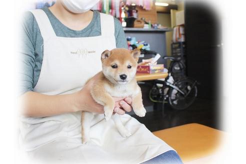 成約済の大阪府の柴犬-39829の2枚目