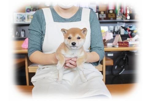 成約済の大阪府の柴犬-39829の3枚目