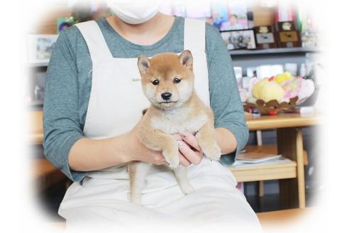 成約済の大阪府の柴犬-39830の4枚目