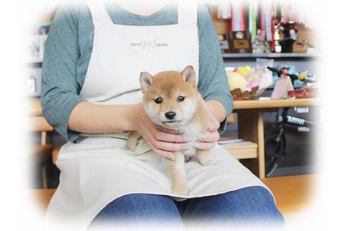 成約済の大阪府の柴犬-39830の5枚目