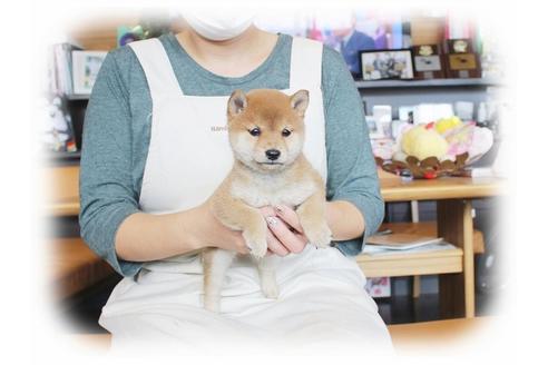 成約済の大阪府の柴犬-39830の1枚目