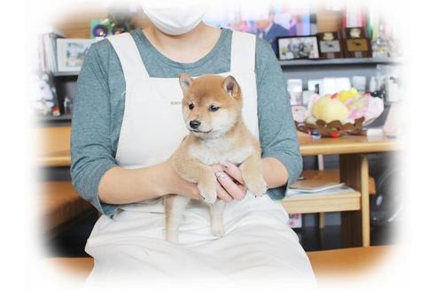 成約済の大阪府の柴犬-39830の2枚目