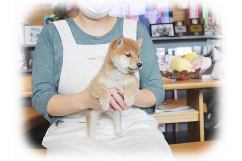 成約済の大阪府の柴犬-39830の3枚目