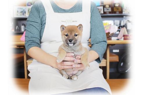 成約済の大阪府の柴犬-39831の5枚目