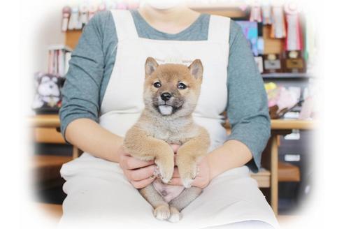 成約済の大阪府の柴犬-39831の1枚目