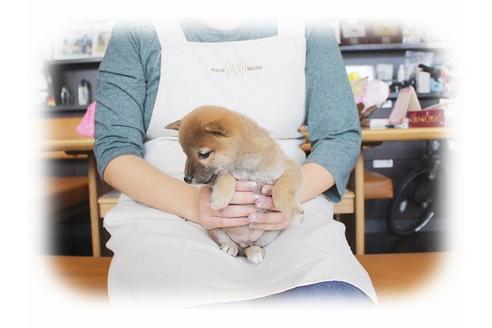 成約済の大阪府の柴犬-39831の3枚目