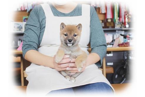 成約済の大阪府の柴犬-39831の4枚目
