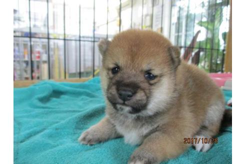 成約済の岡山県の豆柴-39846の2枚目