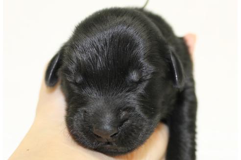 成約済の千葉県のフラットコーテッドレトリーバー-39876の2枚目