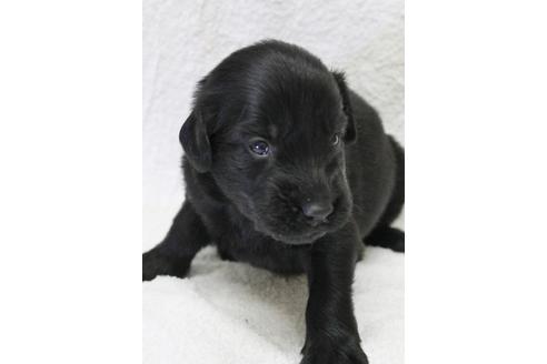 成約済の千葉県のフラットコーテッドレトリーバー-39878の3枚目