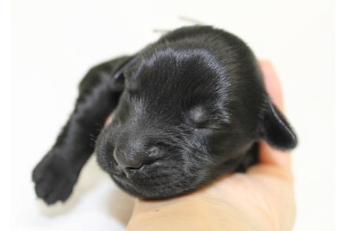 成約済の千葉県のフラットコーテッドレトリーバー-39878の2枚目