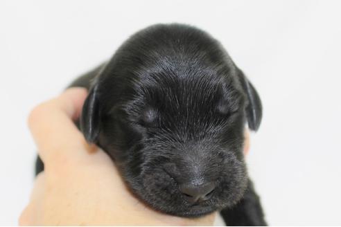 成約済の千葉県のフラットコーテッドレトリーバー-39879の2枚目