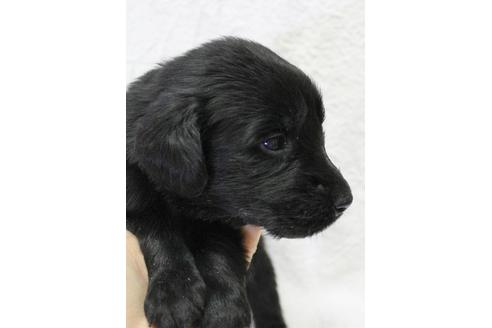 成約済の千葉県のフラットコーテッドレトリーバー-39880の3枚目