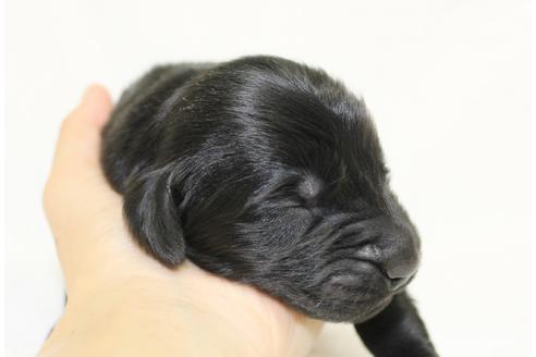 成約済の千葉県のフラットコーテッドレトリーバー-39880の2枚目