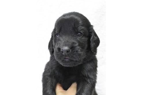 成約済の千葉県のフラットコーテッドレトリーバー-39881の4枚目