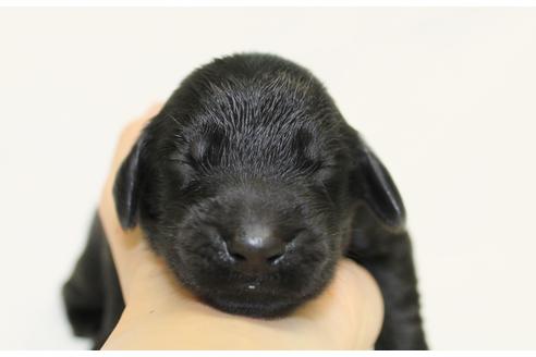 成約済の千葉県のフラットコーテッドレトリーバー-39882の2枚目