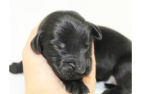 成約済の千葉県のフラットコーテッドレトリーバー-39884の2枚目