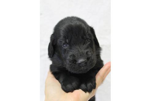 成約済の千葉県のフラットコーテッドレトリーバー-39885の4枚目