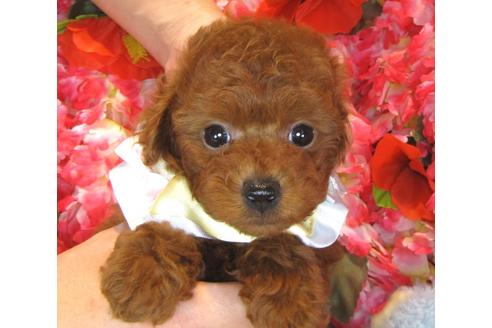 成約済の茨城県のトイプードル-39929の3枚目