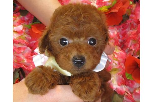 成約済の茨城県のトイプードル-39929の4枚目