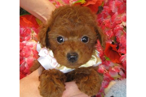 成約済の茨城県のトイプードル-39929の5枚目