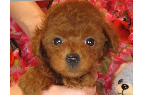 成約済の茨城県のトイプードル-39929の1枚目