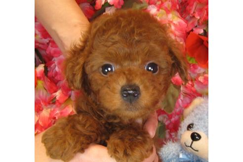 成約済の茨城県のトイプードル-39929の2枚目