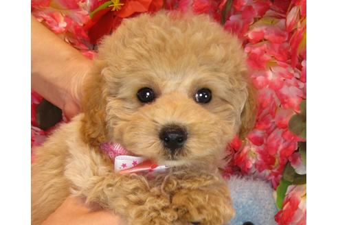 成約済の茨城県のトイプードル-39930の2枚目