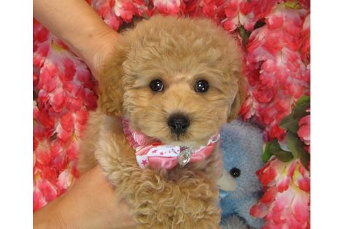 成約済の茨城県のトイプードル-39930の3枚目