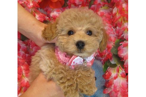 成約済の茨城県のトイプードル-39930の4枚目