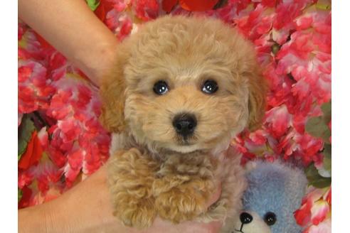 成約済の茨城県のトイプードル-39930の1枚目