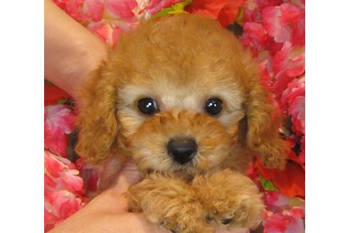 成約済の茨城県のトイプードル-39931の4枚目