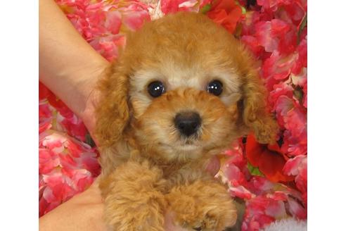 成約済の茨城県のトイプードル-39931の1枚目