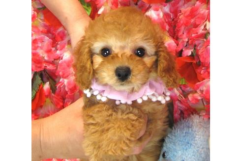 成約済の茨城県のトイプードル-39931の3枚目