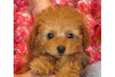 成約済の茨城県のトイプードル-39933の5枚目