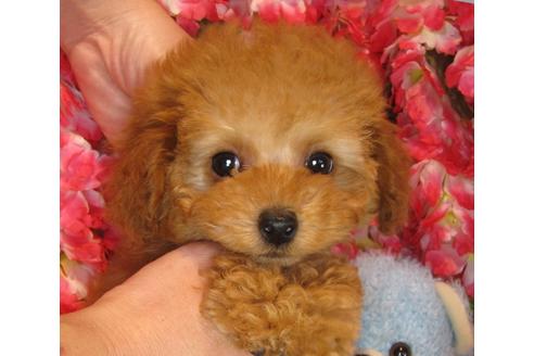 成約済の茨城県のトイプードル-39933の2枚目