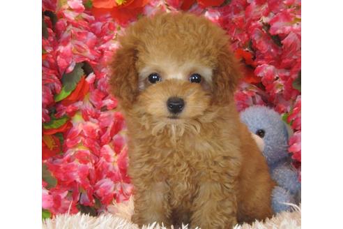 成約済の茨城県のトイプードル-39933の3枚目