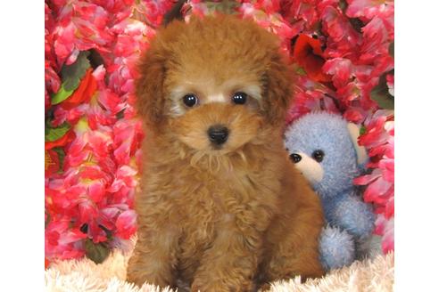 成約済の茨城県のトイプードル-39933の4枚目