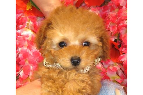 成約済の茨城県のトイプードル-39933の1枚目