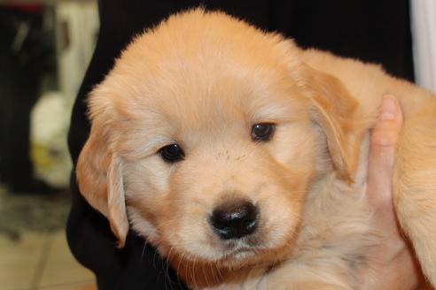 成約済の愛知県のゴールデンレトリーバー-39245の5枚目