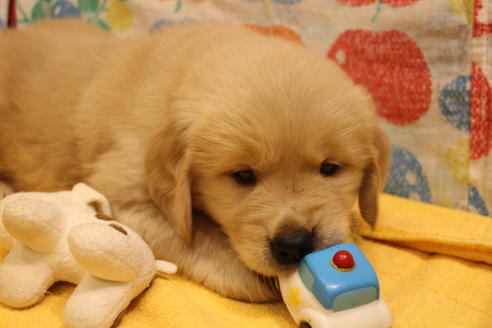 成約済の愛知県のゴールデンレトリーバー-39245の4枚目