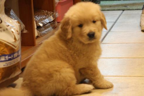 成約済の愛知県のゴールデンレトリーバー-39245の3枚目