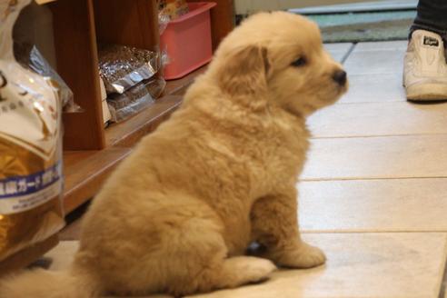 成約済の愛知県のゴールデンレトリーバー-39245の2枚目