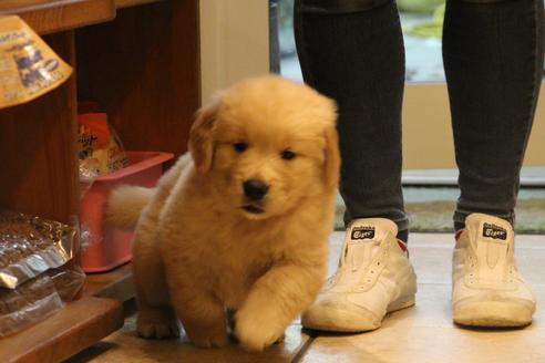 成約済の愛知県のゴールデンレトリーバー-39245の1枚目