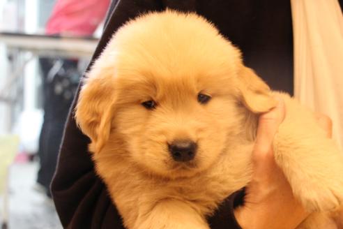 成約済の愛知県のゴールデンレトリーバー-39248の5枚目