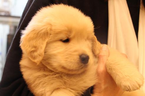 成約済の愛知県のゴールデンレトリーバー-39248の4枚目