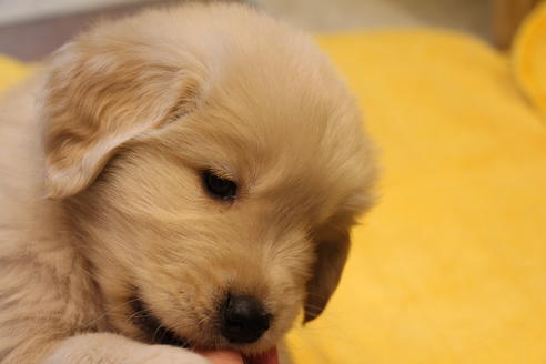 成約済の愛知県のゴールデンレトリーバー-39248の3枚目